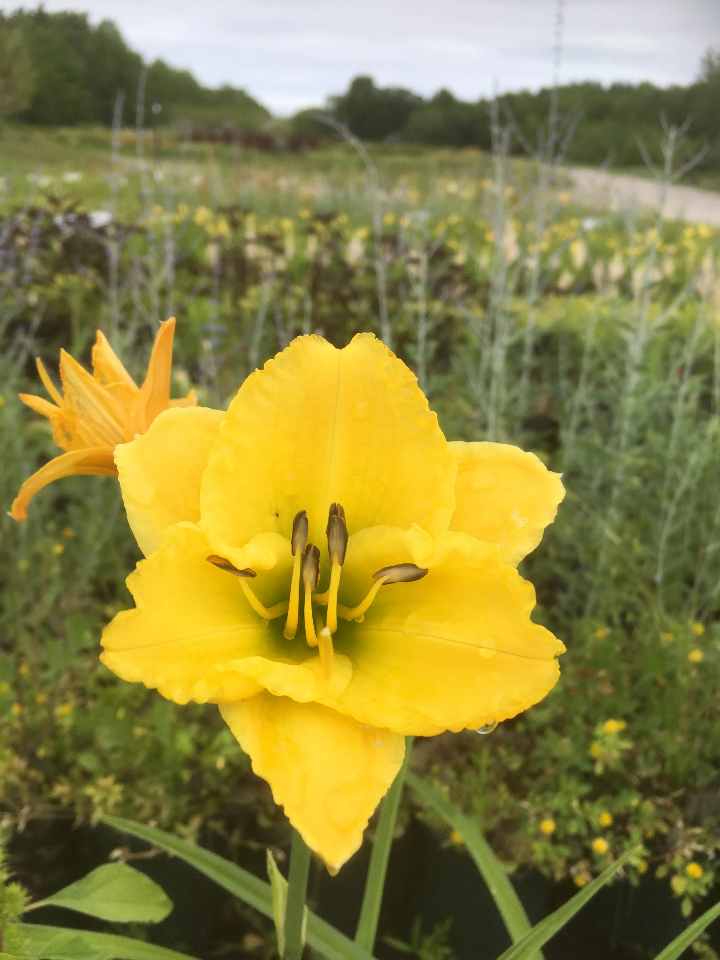 Stellar Explosion Daylily (Hemerocallis) — Corn Hill Nursery